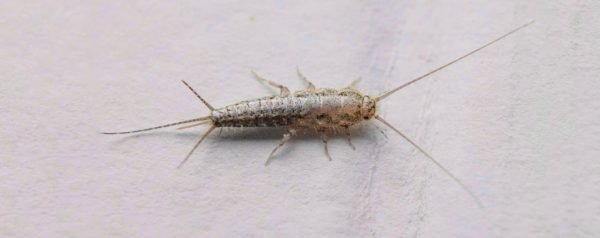 SilverFish Treatment Services | Pakistan Fumigation ®️