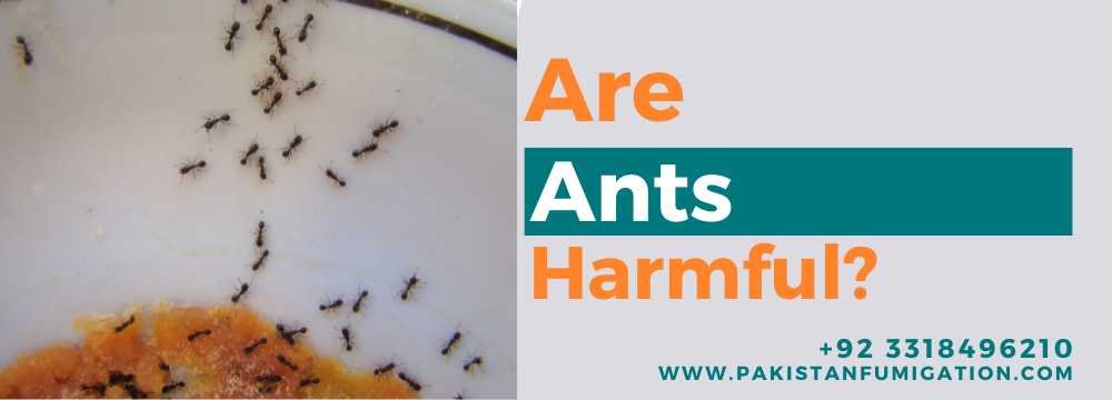 Are Ants harmful? | How to get rid of Ants?