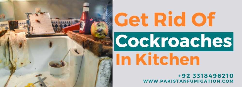 How to get rid of Cockroaches in Kitchen