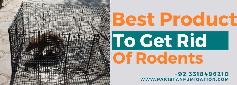 What is the best Product to get rid of Rodents