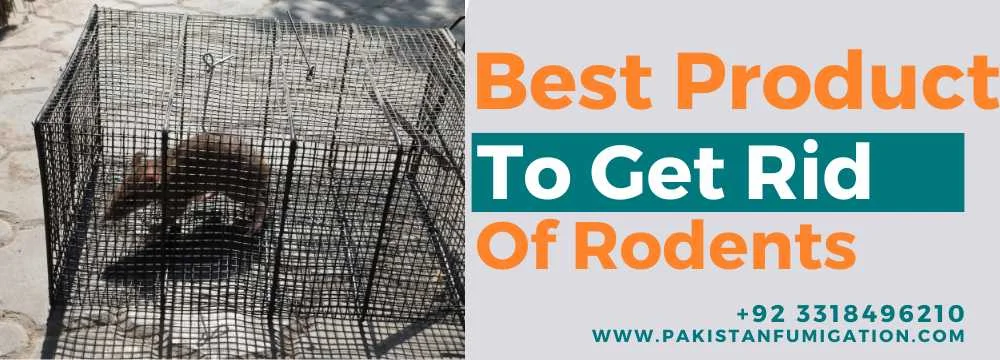 Best-Product-To-Get-Rid-Of-Rodents