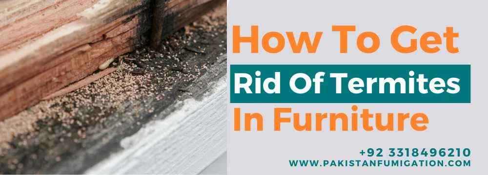 How to get rid of Termites in Furniture