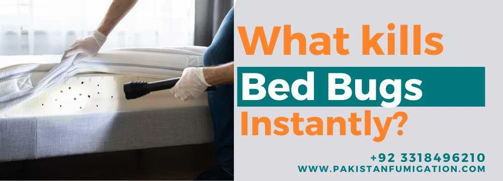 What-kill-Bed-Bugs-instantly