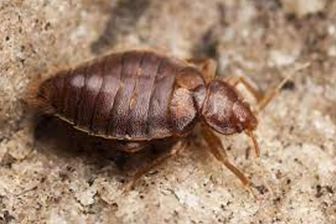 Bed Bugs Control