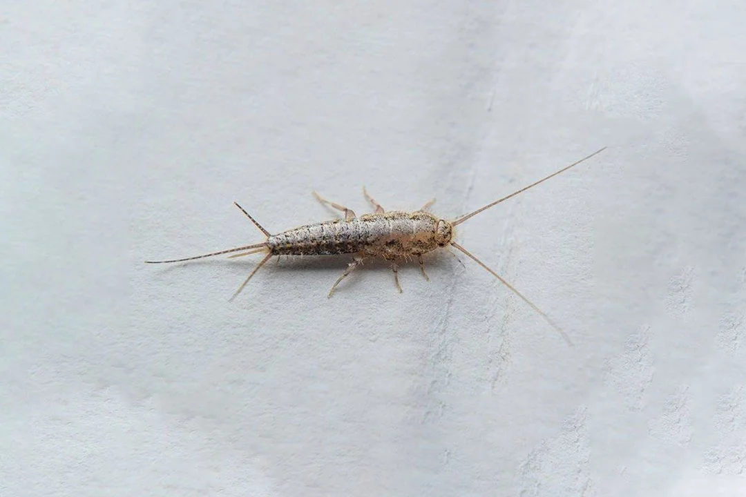 Silverfish Control