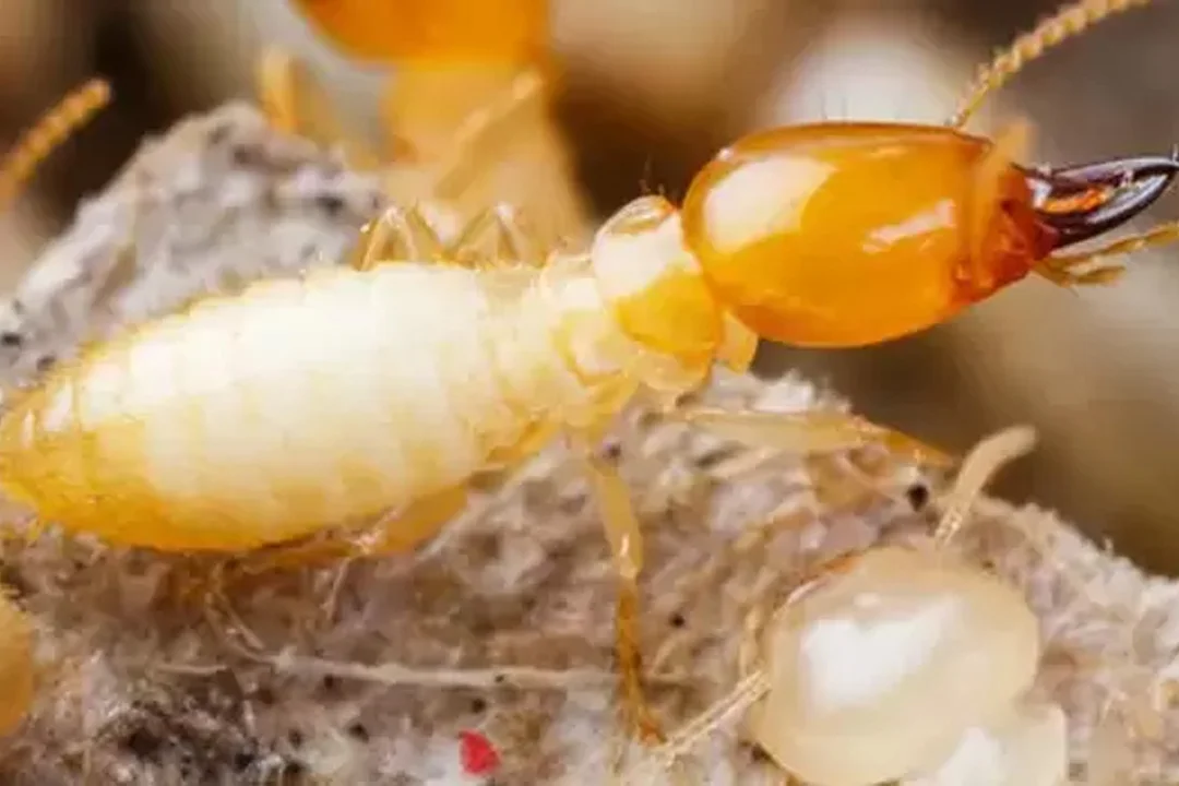 Termite Control