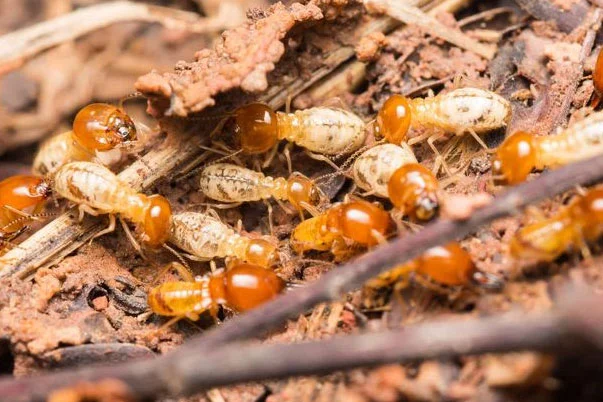 Termite Proofing