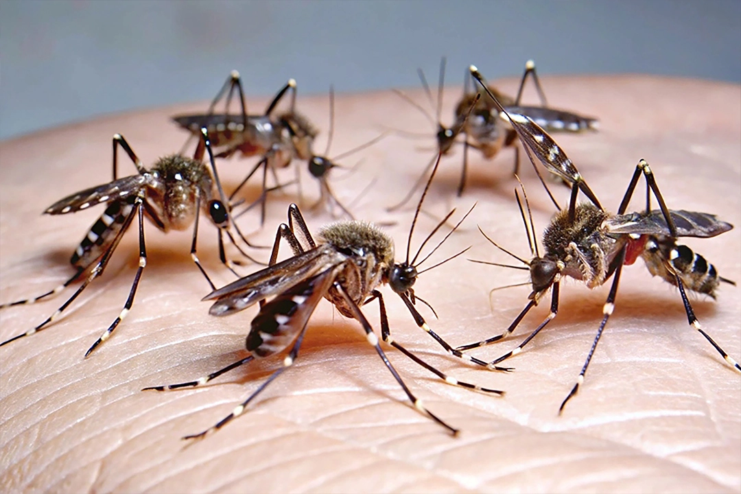 Dengue Mosquito Control